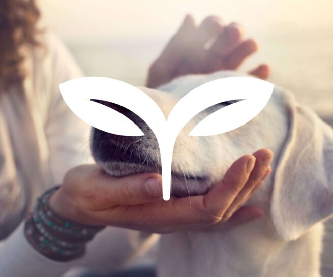 sade creative agency