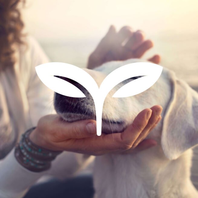 sade creative agency